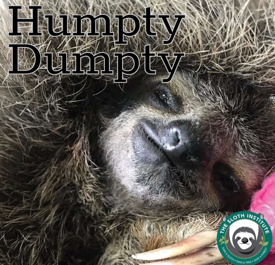 slothinstitute's tweet image. #AdoptASloth Meet miracle baby #HumptyDumpty, our 3 month old sloth that was discovered on the ground after having been attacked by another animal. Luckily, HD is a fighter! He's started eating and trying to be more active, which are good signs. Adopt him today on our website!