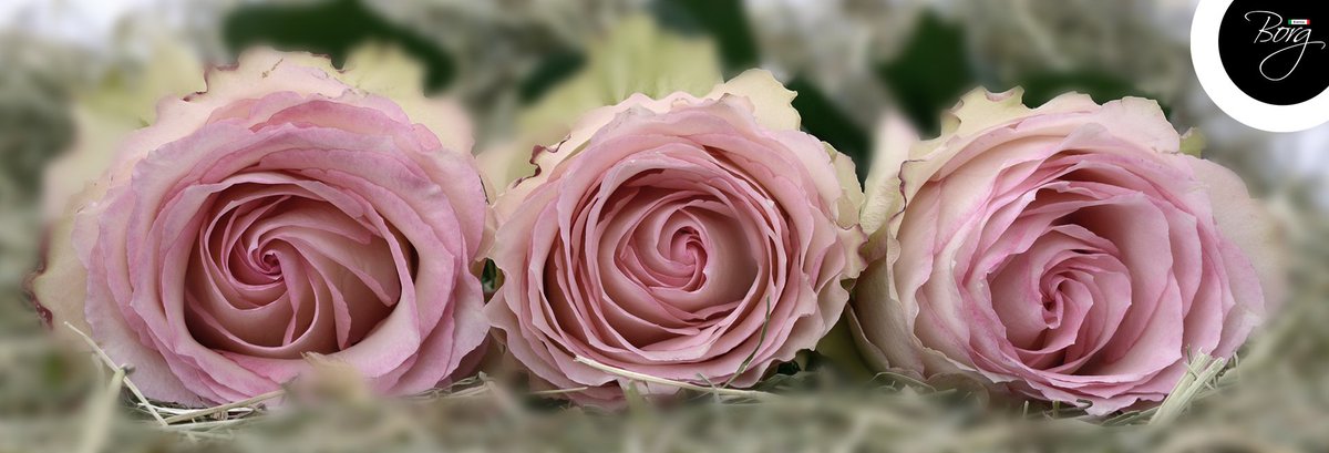 EventosBorg's tweet image. Bienvenido Mayo🗓
Mes de las Flores💐
Mes de Mamá 👩‍👦
👩‍👧
👩‍👧‍👦
👩‍👧
#borgeventos #eventosrd #eventoscorporativos #actosinstitucionales #bodasrd #cumpleaños #ferias #inauguraciones #weddingplanner #santodomingo  #BienvenidoMayo #Mayo2019 #mesdelasmadres #floresparamama #mayo  #rd