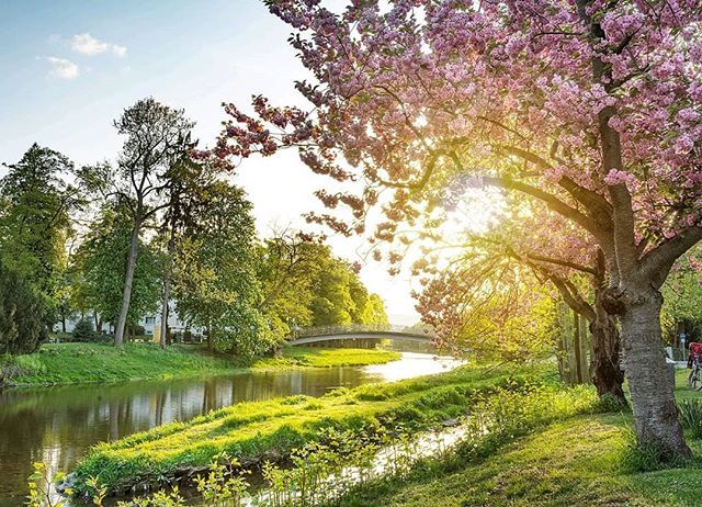 kaischneiders's tweet photo. Kirschblüte in der Abendsonne 🌸⠀
.⠀
Jedes Mal aufs Neue freue ich mich über die Vielseitigkeit unserer Region. Neben Weinbergen, guten Restaurants und zerklüfteten Tälern ist natürlich auch die Ahrpromenade in Bad Neuenahr in Highlight - insbesondere im Frühling zur Kirschbl… https://t.co/Pk4zcpc215