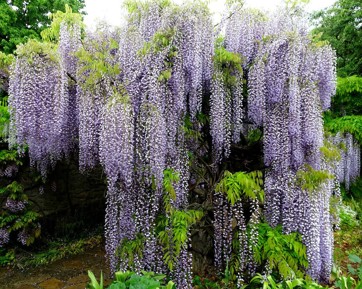 Глициния китайская фото