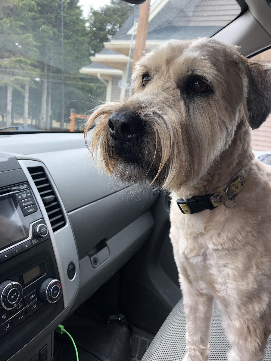 TabithaStokes82's tweet photo. Cause I just had to share how cute she is. #Dizzy #WheatonTerrier #softcoated #shesgotabirthdaysoon https://t.co/yQ9wpXH325
