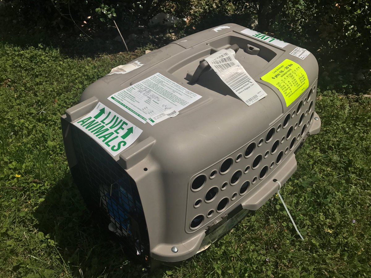 JessicaWSLS's tweet image. Imagine putting your dog in this crate in the bottom of a plane, getting to your destination and he's not there. That's what happened to one Roanoke woman. Hear her story tonight on @wsls
