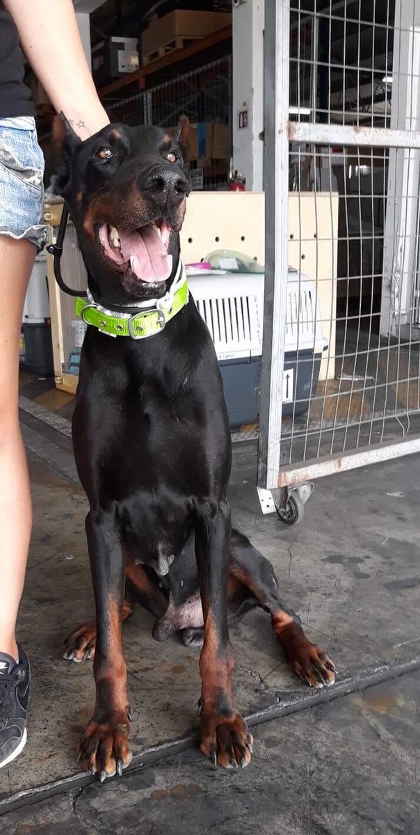 The very handsome Megas flew to the UK today. Such a gentle giant. #adoptdontshop #rescuedismyfavouritebreed #doberman #gentlegiant @realpogdogs @AllDogsMatter @dog_rates @DOGSDAILY101
