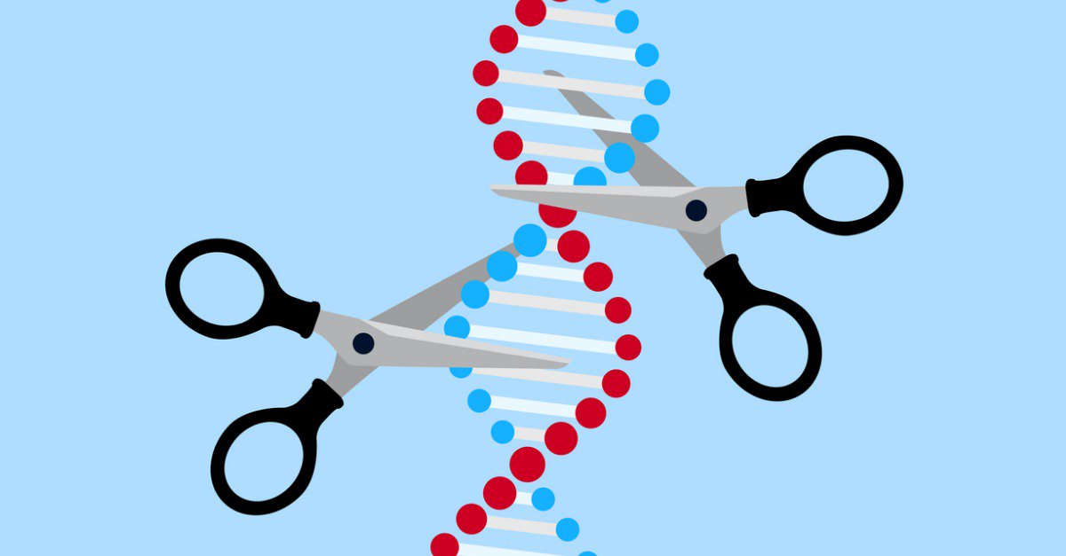 Synthego's tweet photo. In this article, we discuss how #genomeediting works and compare different techniques that scientists might use. https://t.co/oGwWvY3mXY #CRISPR #ZFNs #TALENs @genome_gov @NIH @rasmus_o_bak @igisci @doudna_lab @zhangf https://t.co/2dZGlfBhEz