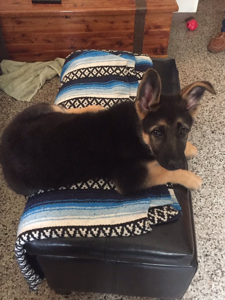 crumley28's tweet photo. Data says Happy #NationalPureBredDogDay https://t.co/tgz4AIfeI9