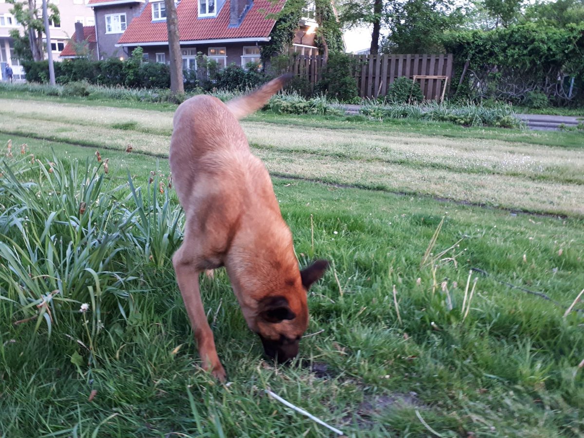 POL_Rotterdam's tweet image. #schietincident #Beukendaal: ook speurhond Janus helpt mee naar het zoeken van sporen. U kunt ook helpen. Retweet dit bericht. Heeft u info? Bel de gratis tiplijn 0800-6070 of anoniem 0800-7000. politie.nl/nieuws/2019/me…