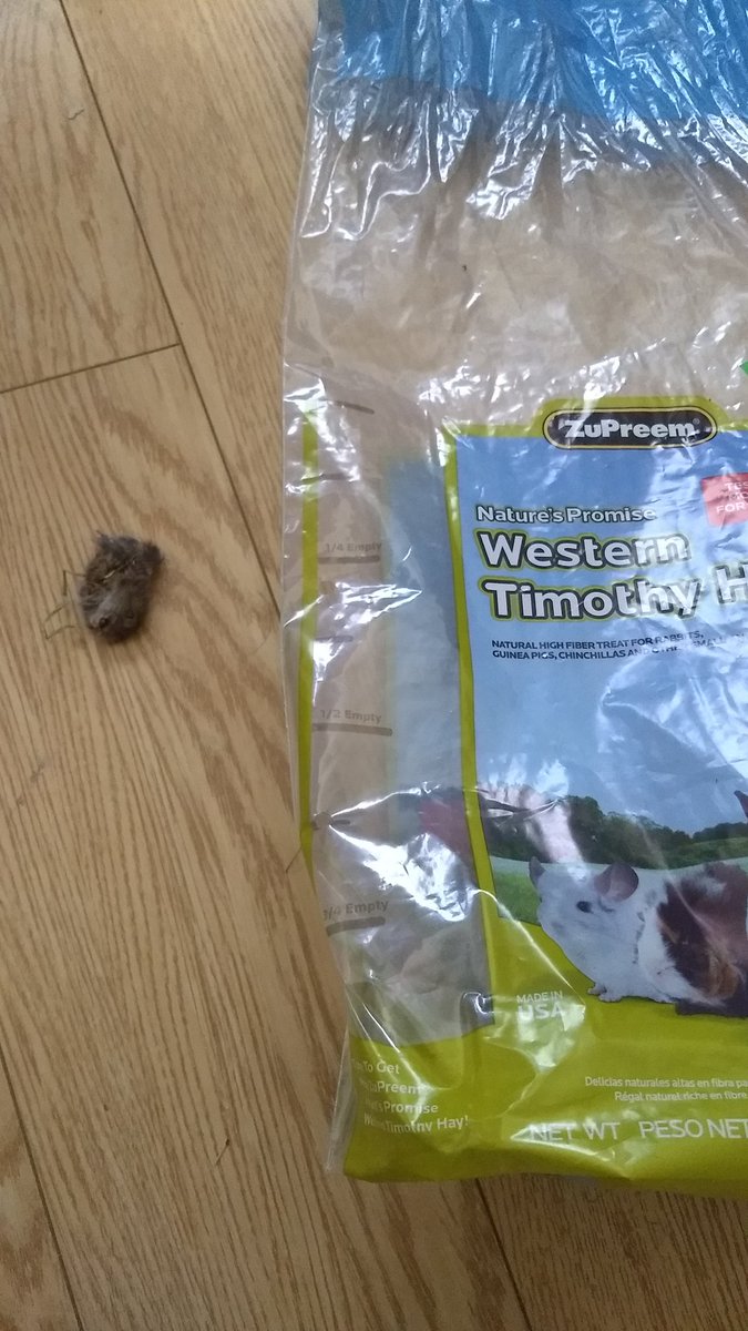 PilarGalvan8's tweet photo. @ZuPreem compré una bolsa de heno para mis cuyos y en el fondo de la bolsa salió esa cosa https://t.co/Taz0ASn9Jt