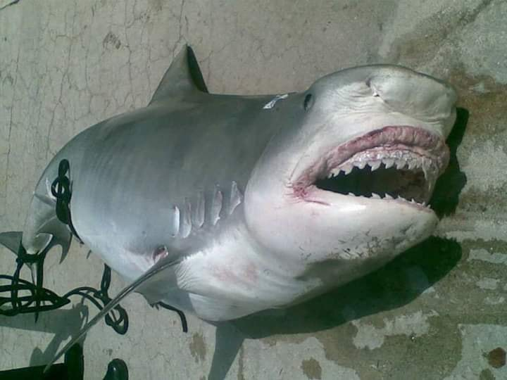 OceanicRescue's tweet photo. Shameful atrocity against nature!

We invade their home.. We MUST respect them, and their home!

Sharks, not even Great Whites want to ''Eat'' or harm humans.. they mistake our swimming and splashing around for their favorite meal.. Seals! #SaveTheSharks! #NOCull https://t.co/LBgSdV1x5j