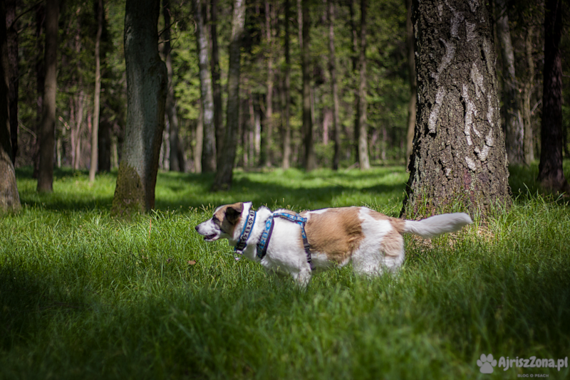 psiPARKpl's tweet photo. Życzymy z Pandą spokojnego odpoczynku w czasie majowego weekendu 🌳🌳🌲🐾 https://t.co/R8xFkrOJZs