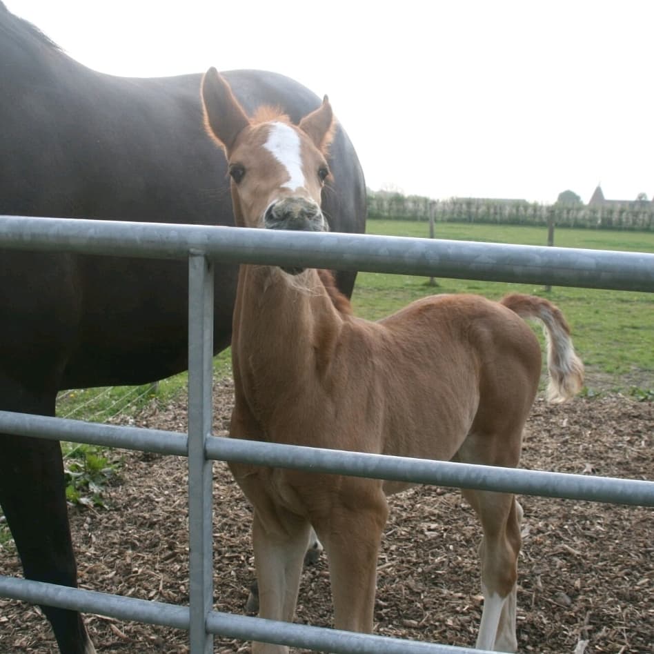 SarahGadd's tweet photo. Cheeky Roscoe is starting to learn a few tricks now ๐ Nearly tall enough to look over the gate too!
#foalsofinstagram #roscoe #sgequestrian #horsesofinstagram #equestrianlife #horselife #equestrian #equine #horses #foal #cheeky #rear #tall #goingtobebig #chestnut #homebred https://t.co/UlO3y5UtI9