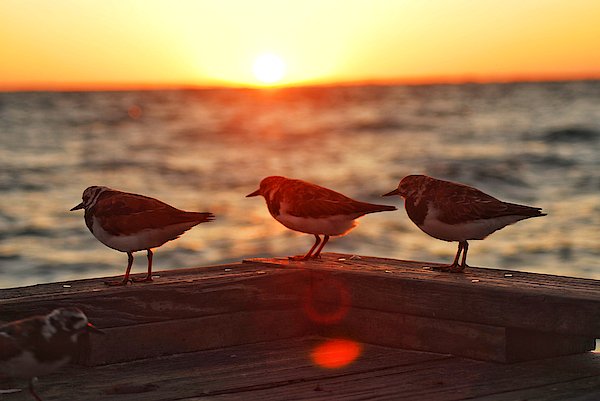 adubspreview's tweet photo. New artwork for sale! - "Sunrise with the Birds" - https://t.co/BpiHC4uoEG @fineartamerica https://t.co/C152F2wgky