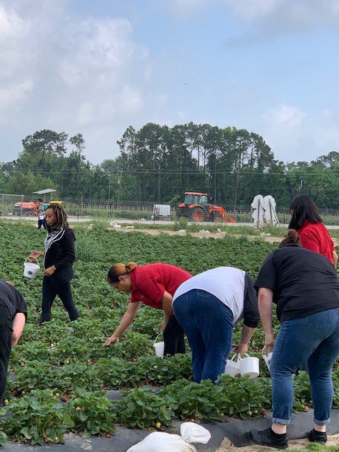 AlvinISD_CN's tweet image. Alvin ISD Child Nutrition managers learning hands on about fresh fruits and nutrition straight from the fields at Froberg Farms. @AlvinISD #Homegrown