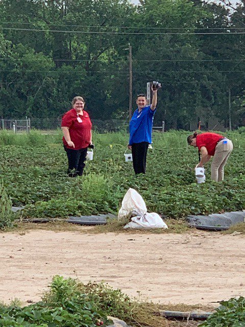 AlvinISD_CN's tweet image. Alvin ISD Child Nutrition managers learning hands on about fresh fruits and nutrition straight from the fields at Froberg Farms. @AlvinISD #Homegrown