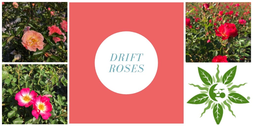 PanoramicFarm's tweet photo. RT @PanoramicFarm: On this #waybackwednesday we wanted to let you know that the beloved Drift Rose disappeared from our plant palette for a little while, but has since returned! We have Pink, Peach and Red Drifts available now. https://t.co/iqJuEgSeGi