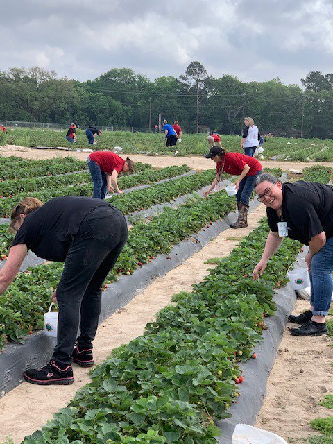 AlvinISD_CN's tweet image. Alvin ISD Child Nutrition managers learning hands on about fresh fruits and nutrition straight from the fields at Froberg Farms. @AlvinISD #Homegrown