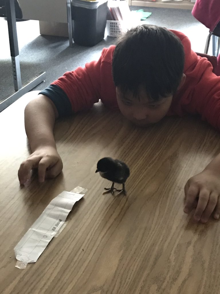 Awwwwww 🐣!!!