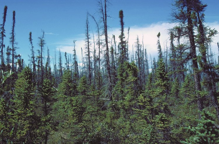 In flat poorly drained areas, abrupt thaw creates lakes or wetlands. I  peat, so let's start with thaw wetlands! Permafrost peatlands are dry enough to support forests. The trees might be stunted & old, but they are survivors. I think black spruce should be  national tree!