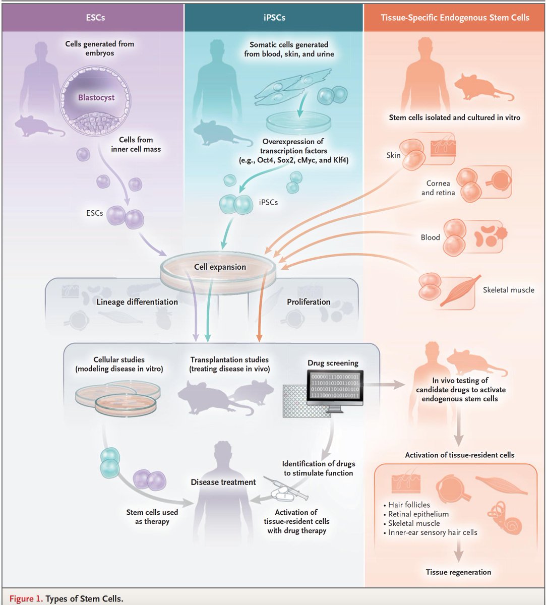 EricTopol's tweet photo. We've been hearing about stem cells for treating disease for so many years. Finally, a 1st rate review to set the record straight, and future directions (perhaps a bit overly optimistic) https://t.co/VrxPZd83uR @NEJM by Helen Blau &amp; @G_Q_Daley https://t.co/2XLY8tCywB