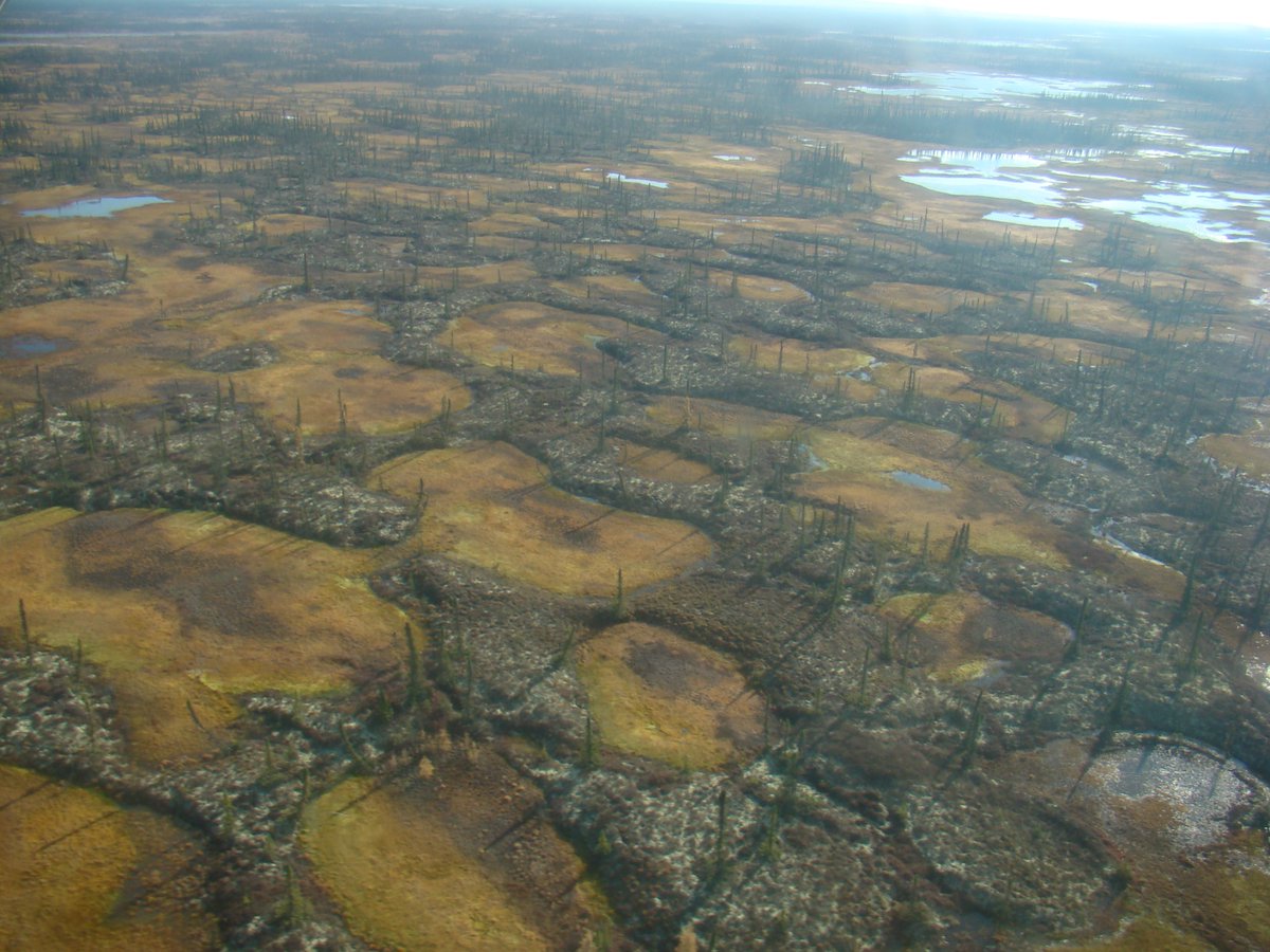 And here is what abrupt permafrost thaw does to wetland regions from a bird's eye view. Large patches of relatively dry permafrost peatland become scarred by these very wet thaw features, which ultimately join together and influence water flows at larger scales