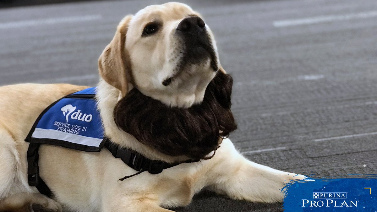 st louis blues dog jersey