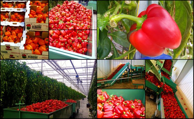 Forget about celery juice.  We're full on vitamin C boost with <a href="/StDavidsVeg/">St.DavidsHydroponics</a> bell peppers #eatlocal #Niagara #SBClassic