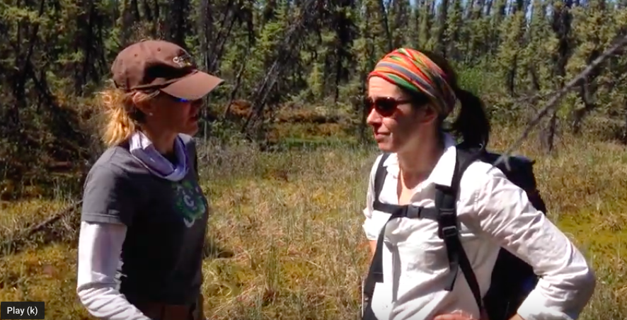  @forestecogrp and I are working on a number of issues related to  and permafrost thaw in the Northwest Territories. Here is a video of us doing some field detective work in a collapse scar wetland. 