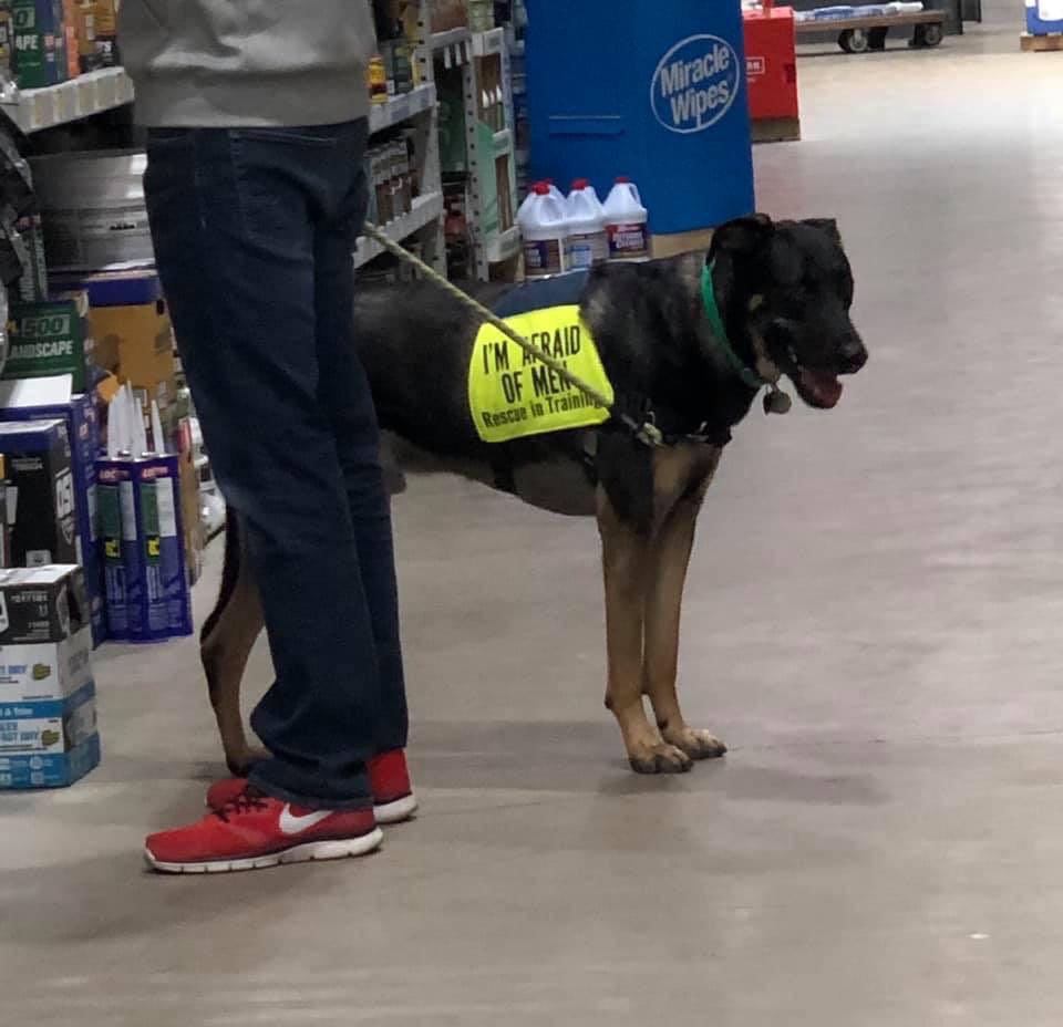 claudiaxjay's tweet image. I need to ask this dog where they got their cute crop top from