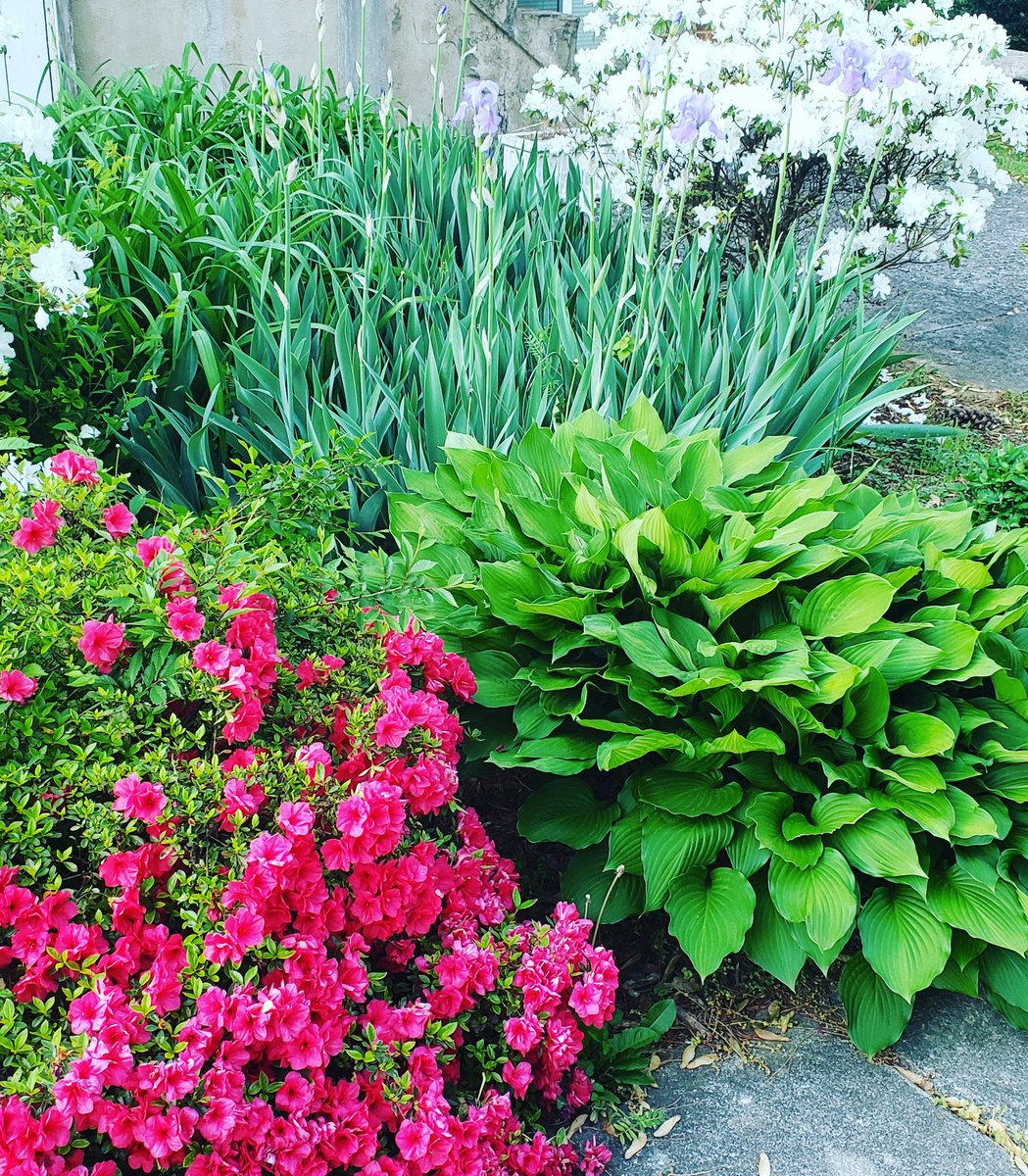 Debmitch63's tweet image. #springinvirginia #spring