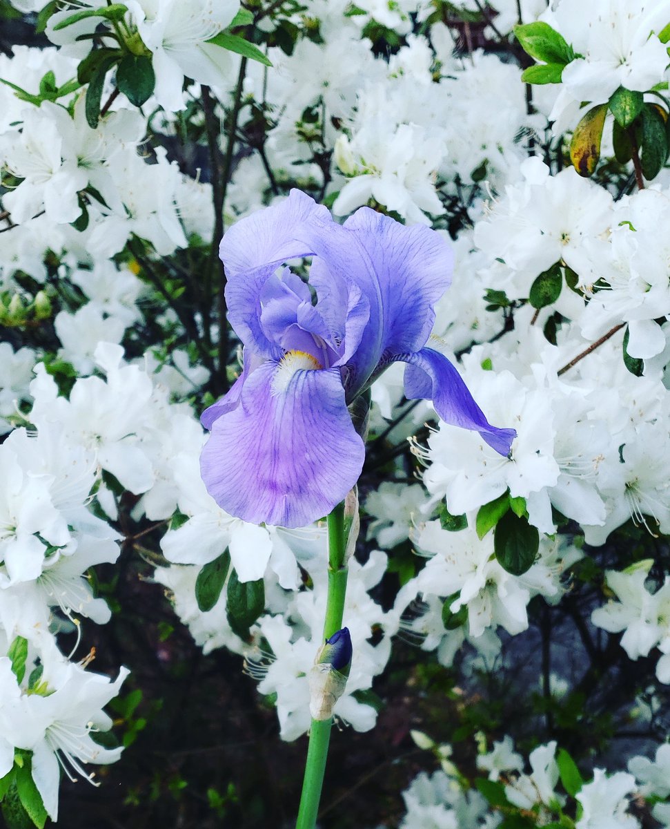 Debmitch63's tweet image. #springinvirginia #spring