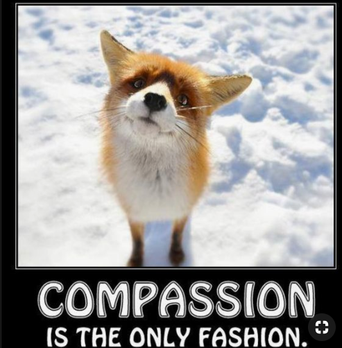 Лиса пердолья. Лиса ты что ли. Мем про лису. Лиса ты что ли. Лиса ты что ли.