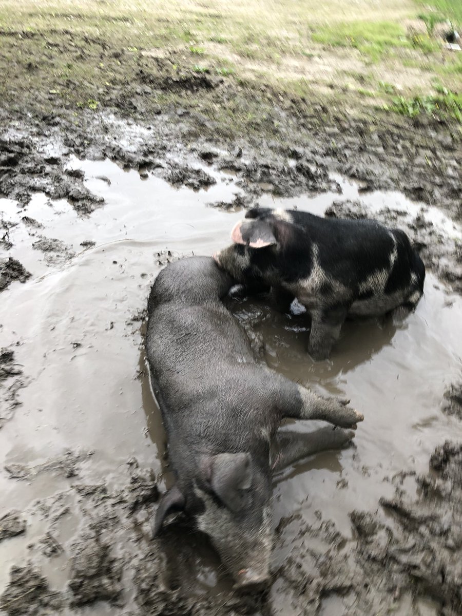 gingerrharriss's tweet photo. Pig pigs enjoyed the mud today 💛🐷 https://t.co/L8nyBYiZ4X