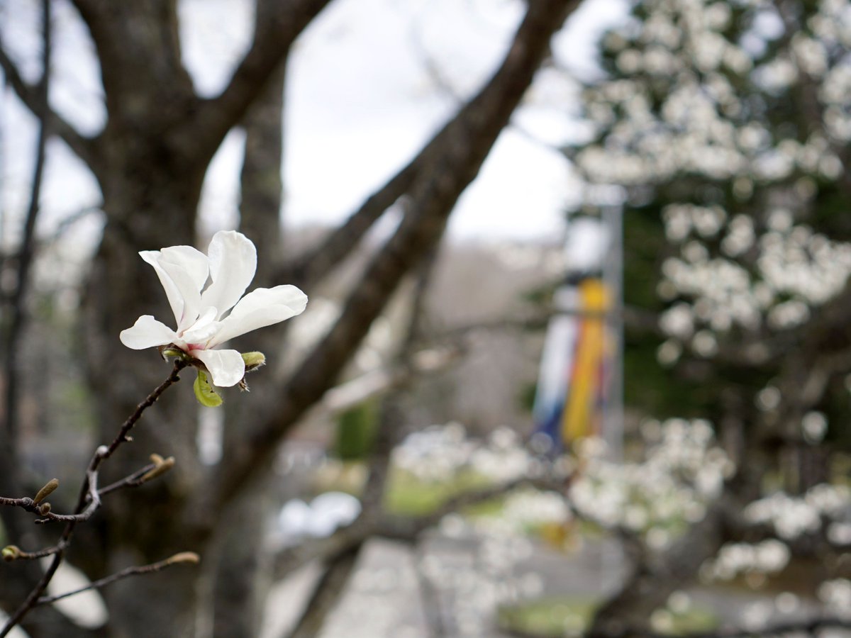 O Xrhsths 札幌芸術の森 公式 Sto Twitter 春の訪れ 札幌芸術の森 ではこぶしの花が開花 桜 のも開花をはじめており 春の訪れを感じられます この令和最初のgwは注目の展覧会 イベントが目白押し ぜひgwは 芸森 へ T Co Mepbzhagoj