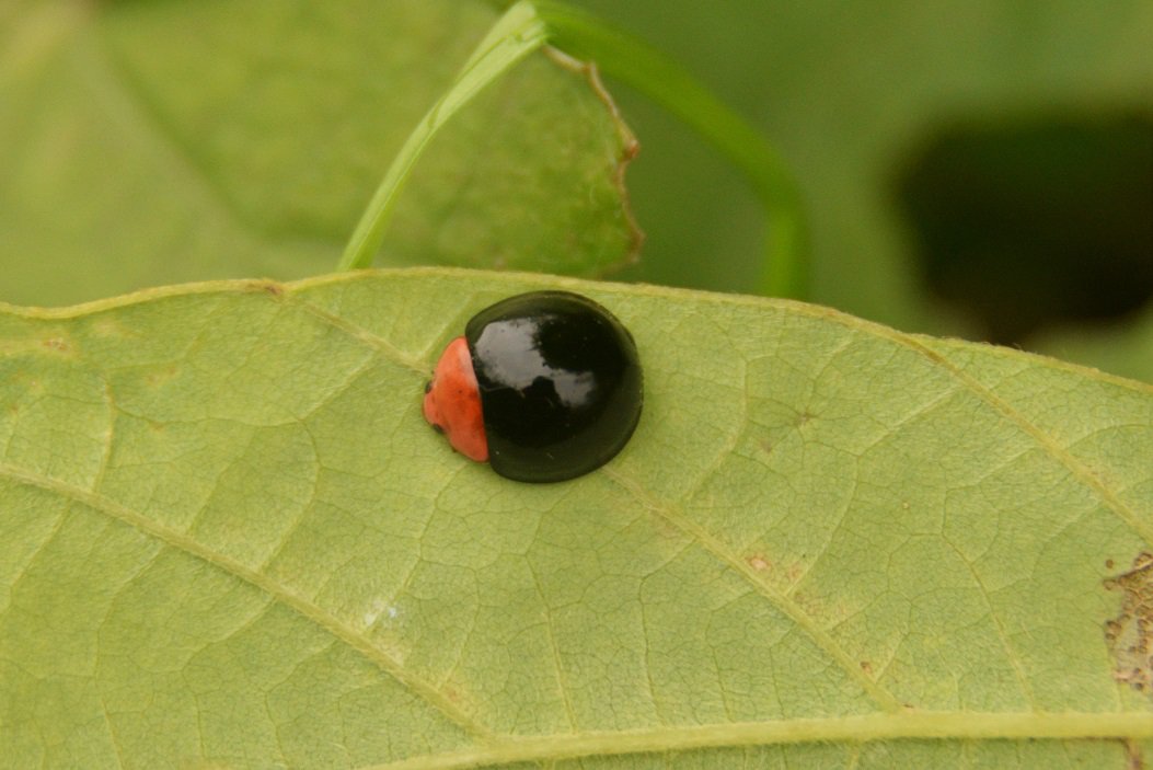 初宿成彦 tweet media