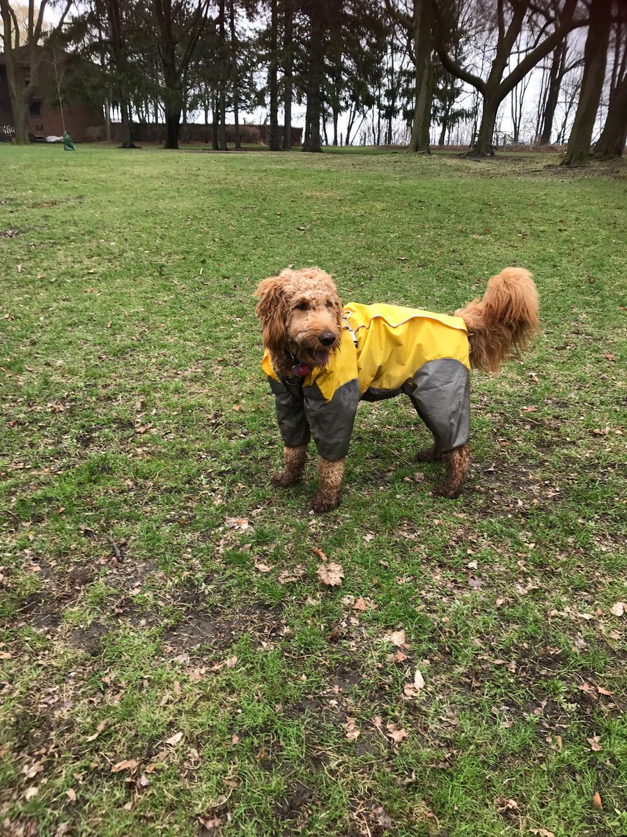 BirchcliffInfo's tweet photo. ⁦@StormWeatherDog⁩   Meet Ginger 15 month golden doddle #Toronto https://t.co/Q4rhQY3MjT