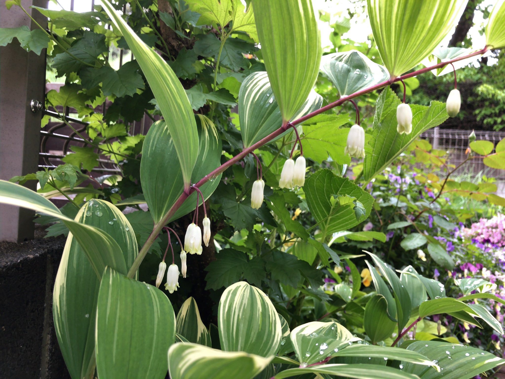 カブトガニジョン Polygonatum Odoratum Var Pluriflorum ポリゴナツム オドラツム プルリフロラム フイリアマドコロ 斑入甘野老 Polygonatum Falcatum ナルコユリ 鳴子百合 として売られている場合がある Polygonatum Odoratum ポリゴナツム