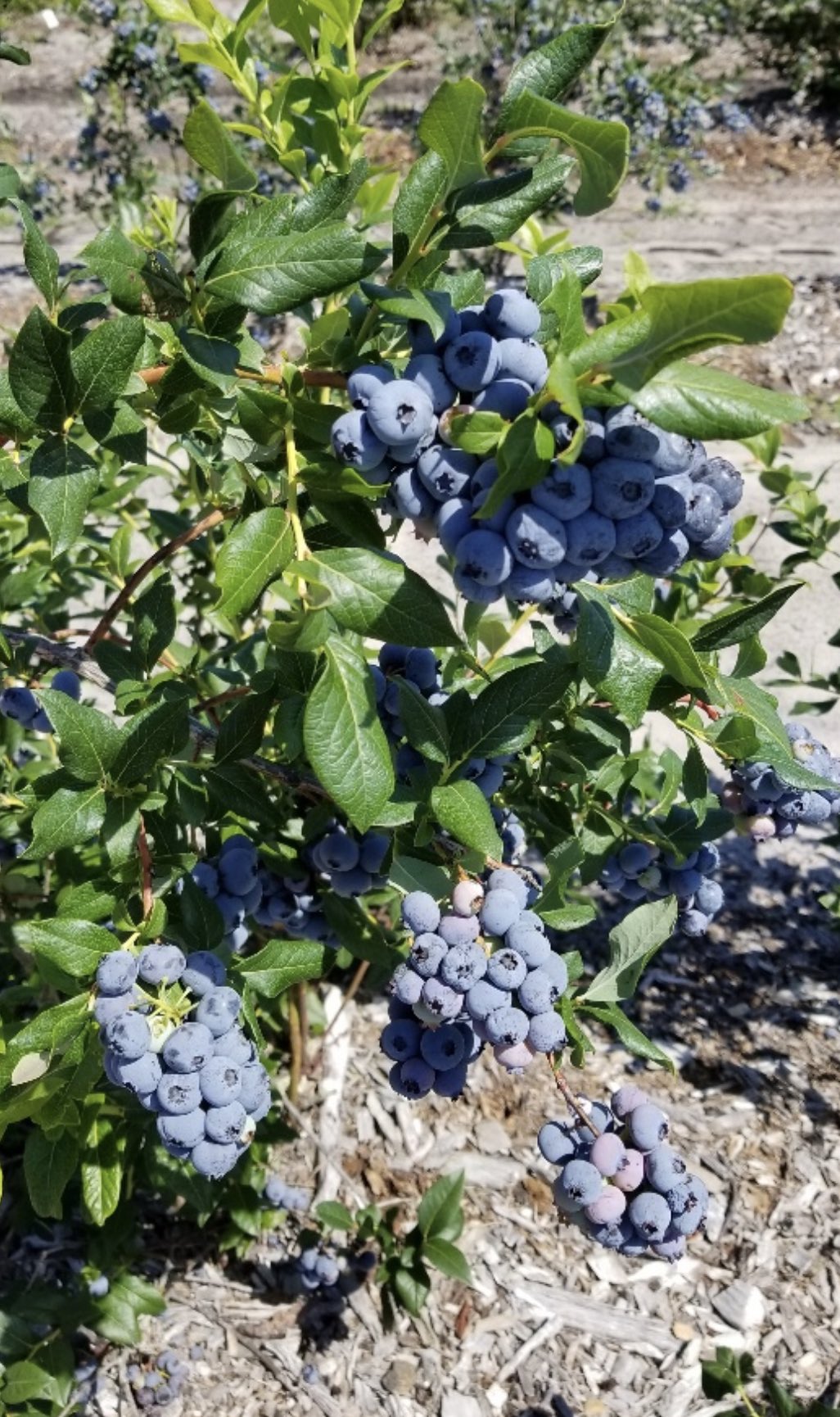 on Twitter "Titanium blueberry variety continues