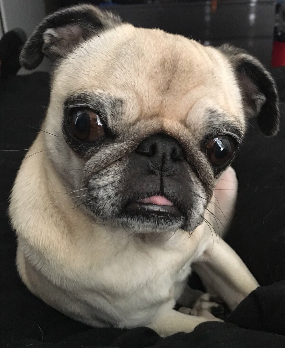 A2) I require extra treats. #PugChat