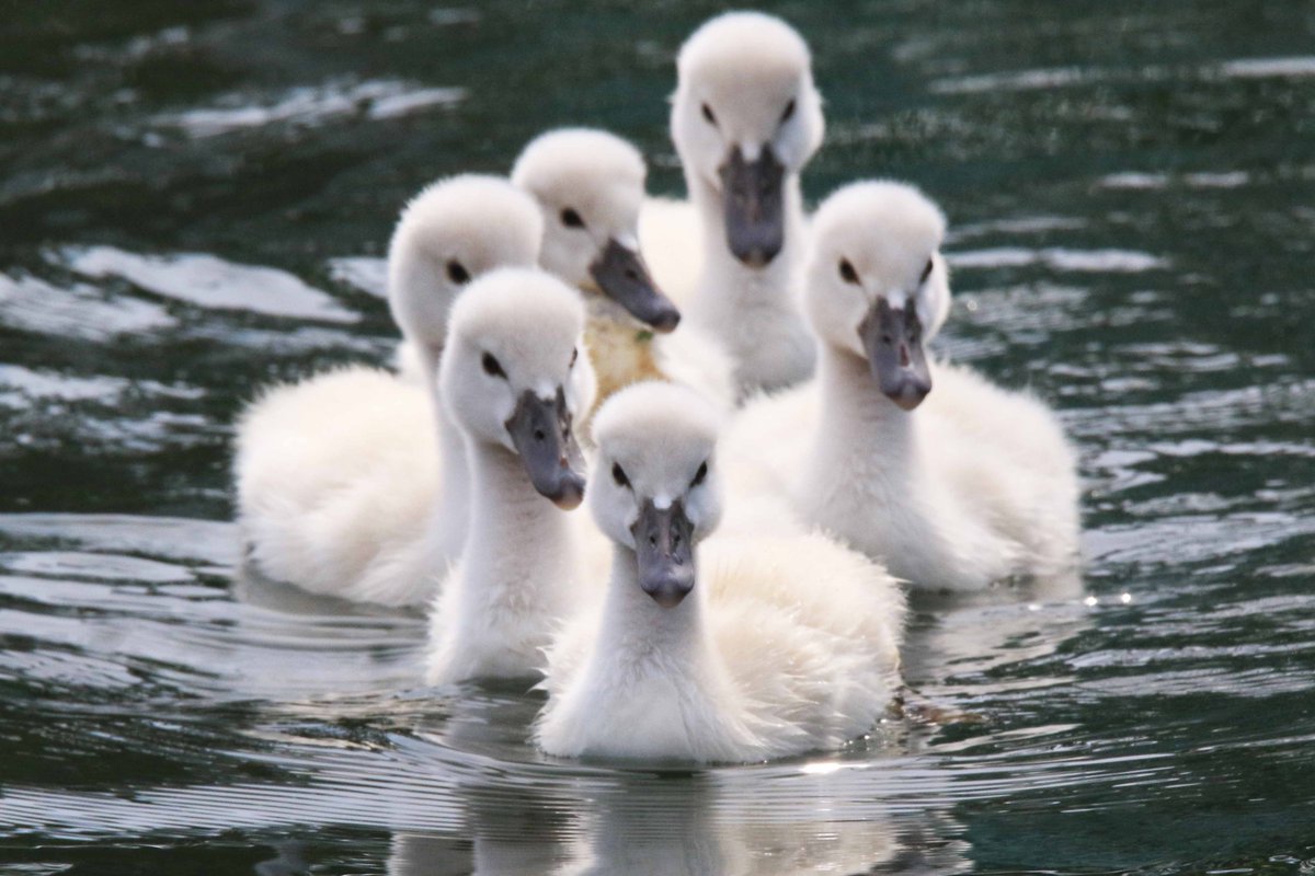 片柳弘史 固まって泳ぐ白鳥の子どもたち ふわふわな毛で包まれています 8