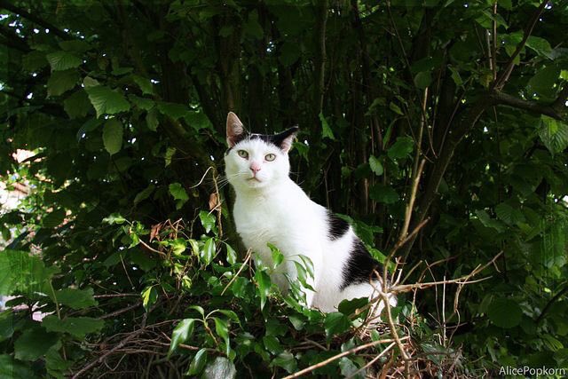 shinee as cats (@shineekittens) on Twitter photo 