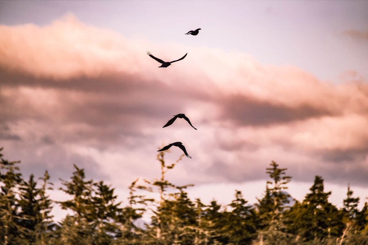 🌻 May in Tofino 🌻
 - mailchi.mp/middlebeach/ap…