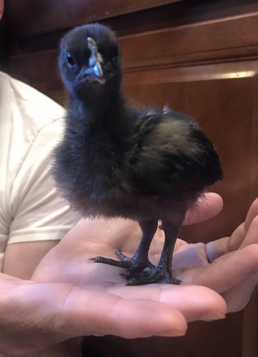 sugaash_'s tweet photo. 🚨I HAVE A VERY IMPORTANT ANNOUNCEMENT🚨 MY MOM LET ME NAME OUR NEW BABY FLOCK OF CHICKIES SOOOOO ALLOW ME TO PROUDLY INTRODUCE YOU TO SHANE, RYLAND, MORGAN AND ANDREW 
*in that order*

#SHANEANDFRIENDS #SHANESQUAWK 

@shanedawson @Ryland_Adams @_morganadams_ @AndrewSiwicki https://t.co/u0hTQK3KYz
