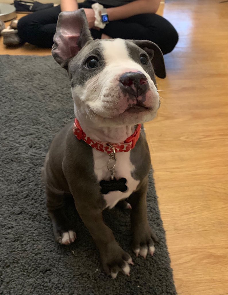 dog_rates's tweet photo. This is Ace. His ear is standing up and it’s never done that before so he wanted to show you. 13/10 thank you Ace that is splendid https://t.co/HBjlh5vM9V