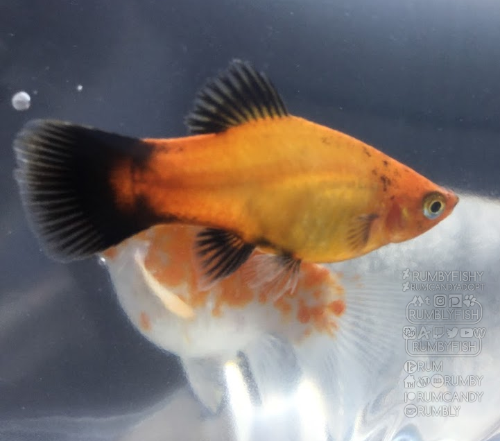 RumbyFish's tweet photo. My platy reminds me of my piranha mer tho https://t.co/Vrxzm0Lyhb
#그림러_트친소 #artistsontwitter #artph #creatorcave #yoarte #cutiesaturday #artshare #SmolButMightyArtists #art #mermayhailiiz #mermay #mermay2019
#dreachie_mermay #serenemermay #extravagant https://t.co/hBY4p9uHAP