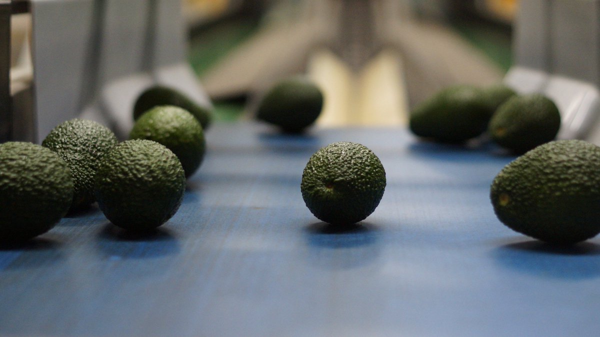 A few stills of our team onsite at <a href="/AvolutionFresh/">Antony Allen</a> packhouse Sunnyspot. <a href="/sunnyspotfarm/">Sally Boardman</a> <a href="/Ben_Lyons_/">Ben Lyons</a> <a href="/BoardmanDaryl/">Daryl Boardman</a> <a href="/manujith4/">Sam Manujith</a> <a href="/Hyperledger/">Hyperledger Foundation</a> #provenance #internetoffood #exports