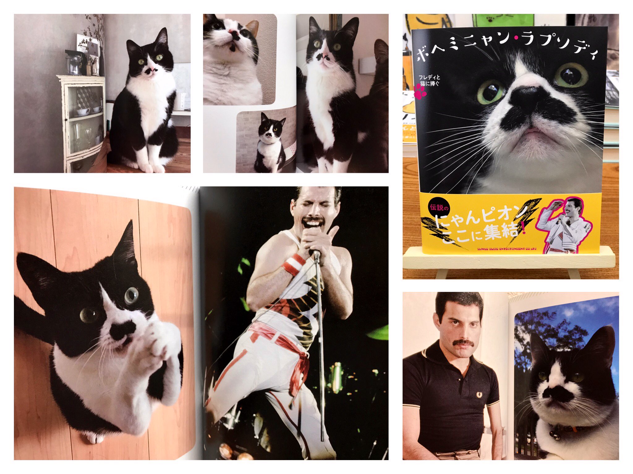 猫本専門 神保町にゃんこ堂 姉川書店 5 2 4 11 00 18 00 日曜日 5 6 休業日 ボヘミニャン ラブチョビ ボヘミニャン ラプソディ フレディと猫に捧ぐ はい そうです フレディ似の チョビ髭 にゃんこさんが次から次へと登場する フレディ