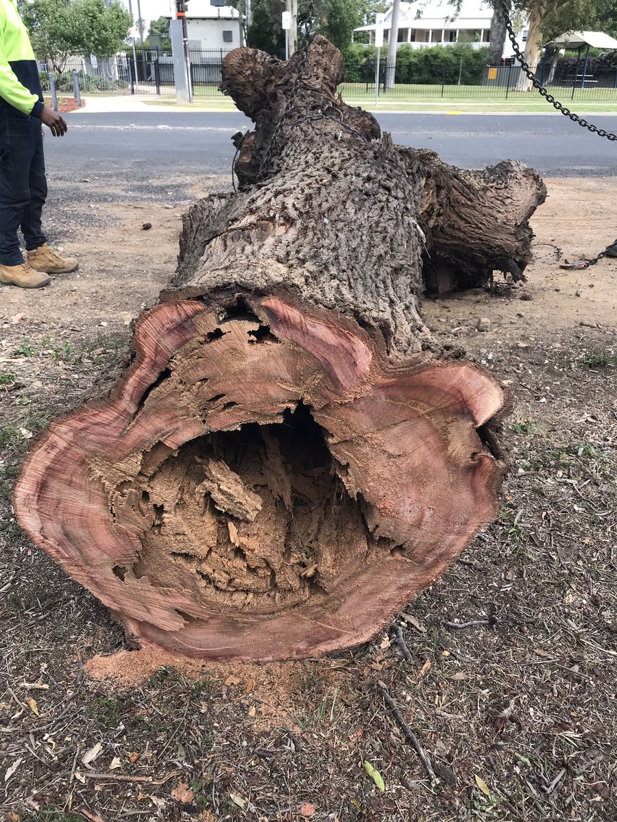 AndrewUphill's tweet image. Left this one to the pros!! #rottentothecore #treegone