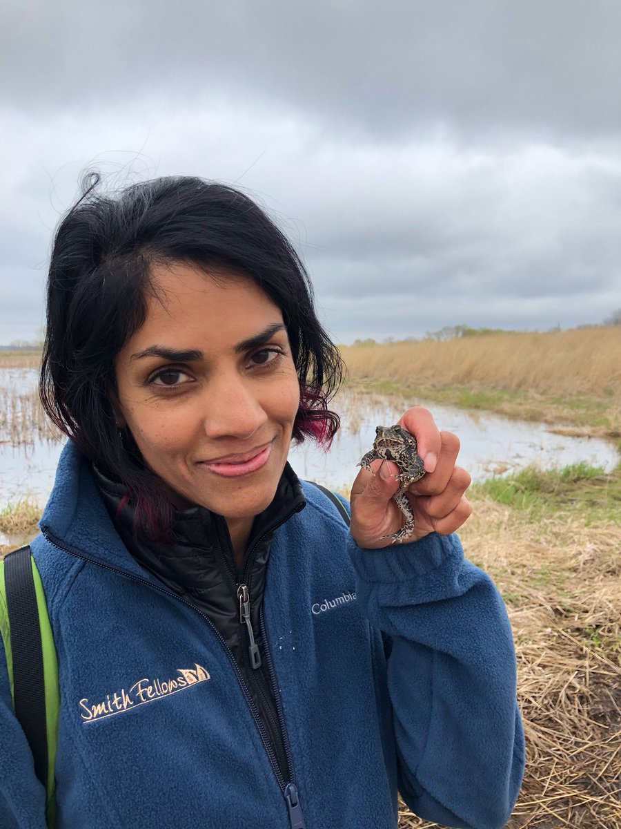 ToadallyPriya's tweet photo. Ok but YOU GUYS....
I saved the best for last.
#aficionatoads #ThursdayToad #ButOnWednesday
(Pic of me by Laura Guderyahn)
American toad, Anaxyrus americanus https://t.co/rThP1CY8pY