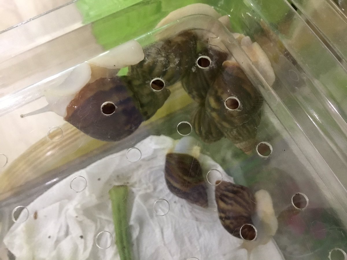 P_DeLuca2nd's tweet image. Animals 2 by 2 is ready to go! #fossscience #kisj