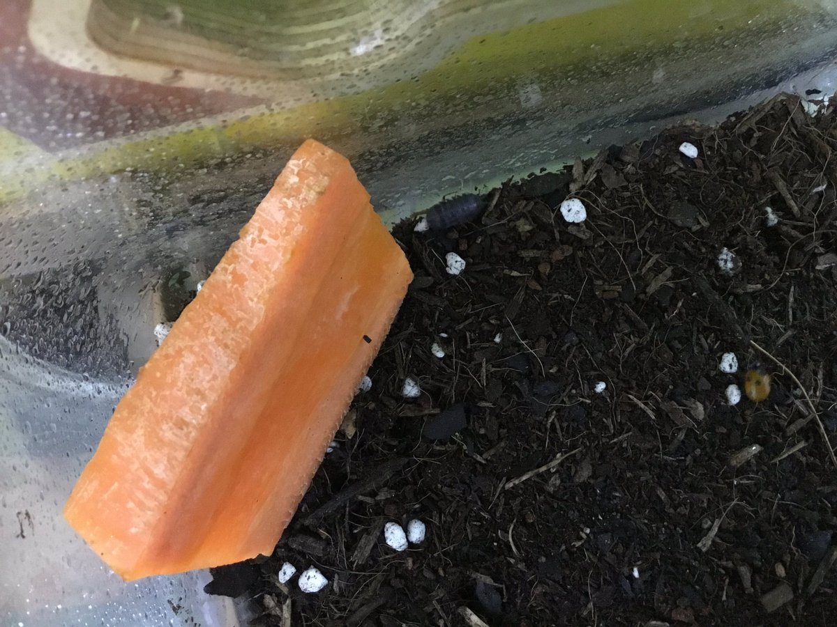 P_DeLuca2nd's tweet image. Animals 2 by 2 is ready to go! #fossscience #kisj