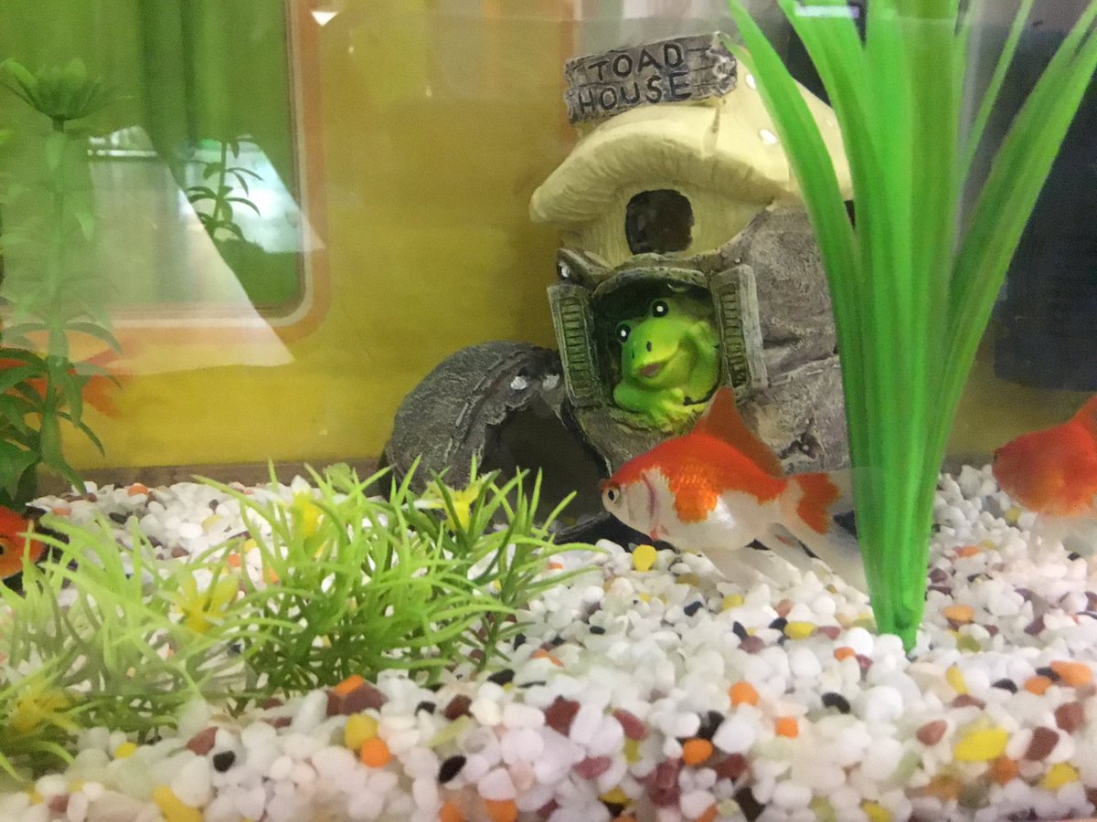 P_DeLuca2nd's tweet image. Animals 2 by 2 is ready to go! #fossscience #kisj